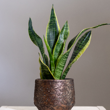 Snake plant sapling planted in a pot