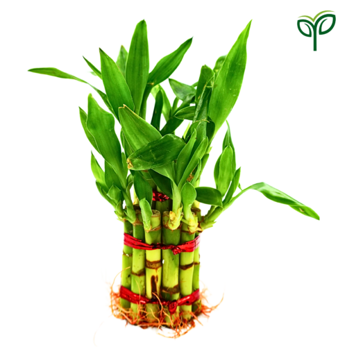 Tied group of Lucky Bamboo plant saplings with green leaves