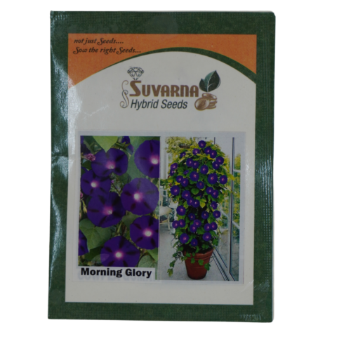 Morning glory seeds