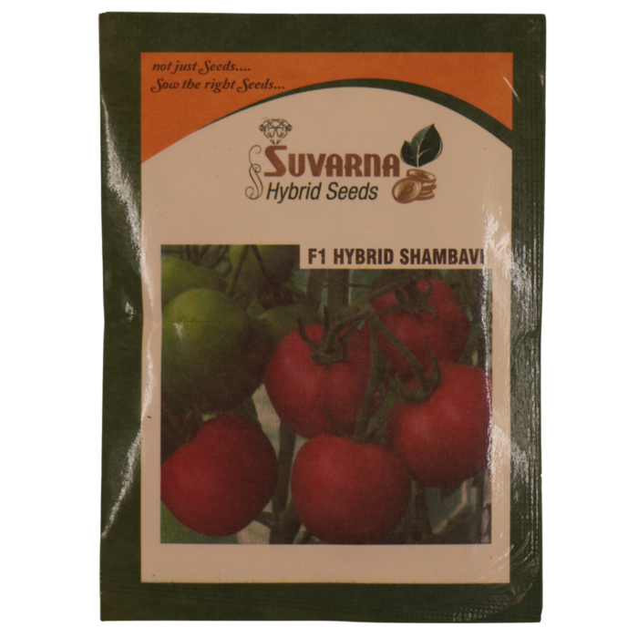 Tomato seeds