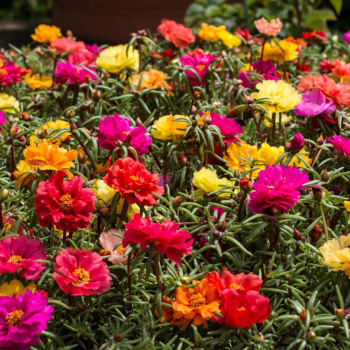 Portulaca Mixed Flowers