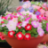 Petunia Mixed Flowers