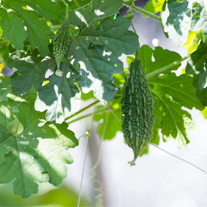 Bitter gourd seeds