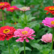 Zinnia Mixed Seeds