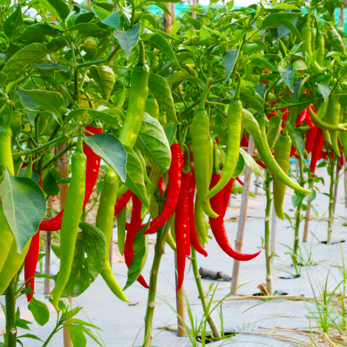 Chilli vegetable