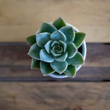 Echeveria Mixed Succulent indoor Plant is on the table