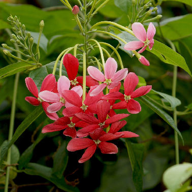 Pink flowers of madhumalti rangoon plant sapling with the background og green leaves