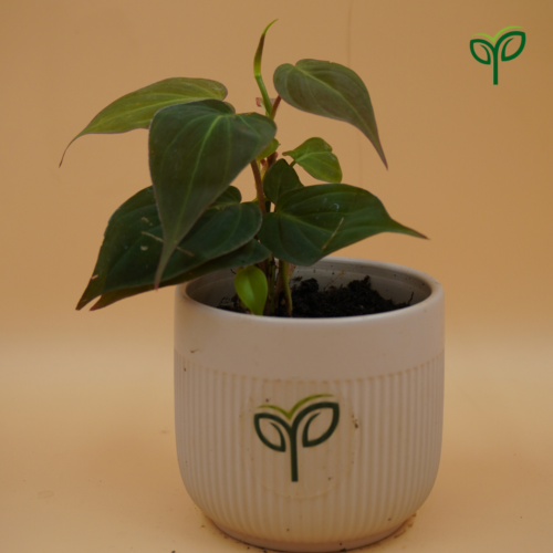 Philodendron Oxycardia Micans in Stylish Pot