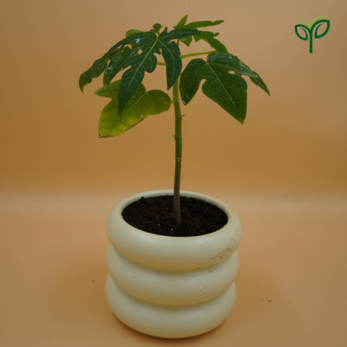 Papaya Plant sapling potted in white ceramic planter