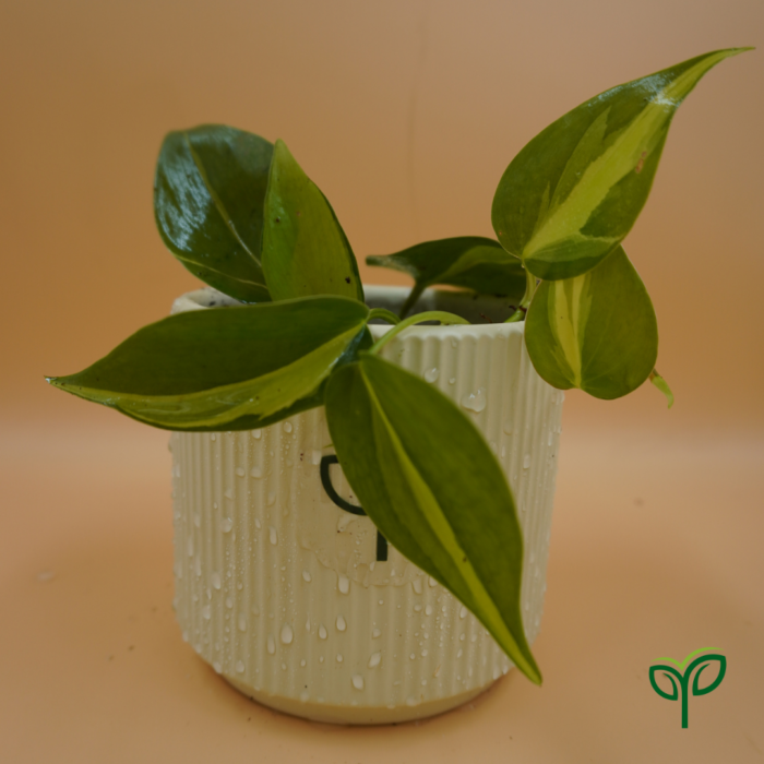 Philodendron Oxycardium Variegated Plant Sapling