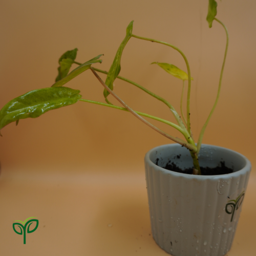 Philodendron Paraíso Verde Plant Sapling in ceramic pot