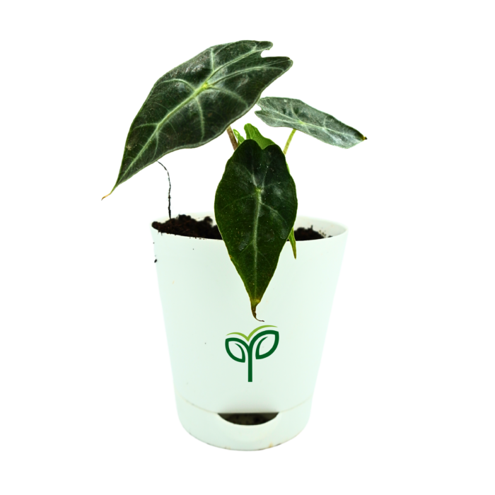 A potted Alocasia Amazonica plant sapling with large, dark green leaves.