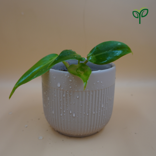 Oxycardium Green Plant Sapling in white ceramic pot