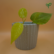 Philodendron Oxycardium Golden Plant Sapling in ceramic pot