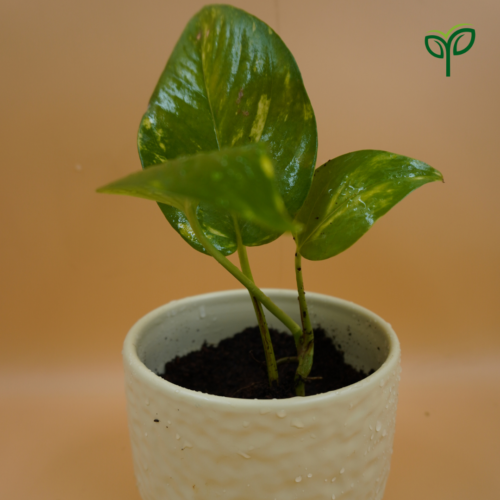 Monstera Deliciosa Plant Sapling in ceramic pot