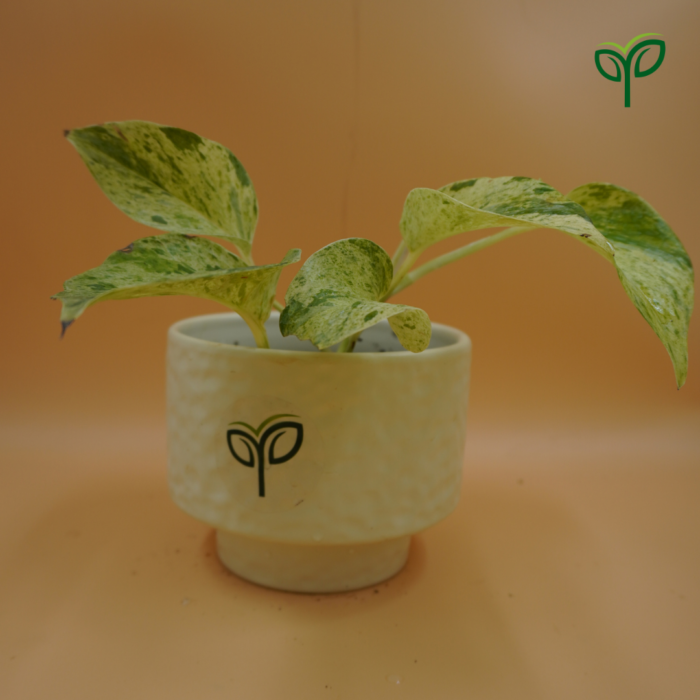 Marble Money Plant Sapling in ceramic pot with pick your plant logo