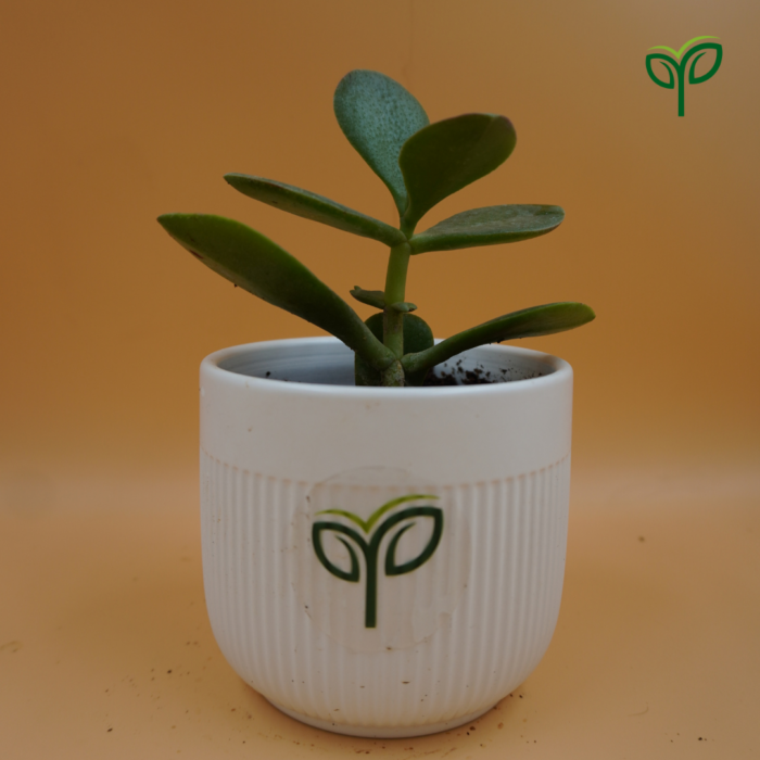 Crassula Ovata Plant Sapling