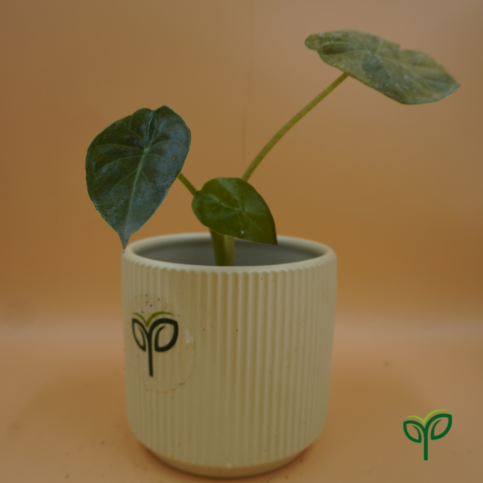 Alocasia Wentii Plant Sapling in ceramic with pick your plant logo