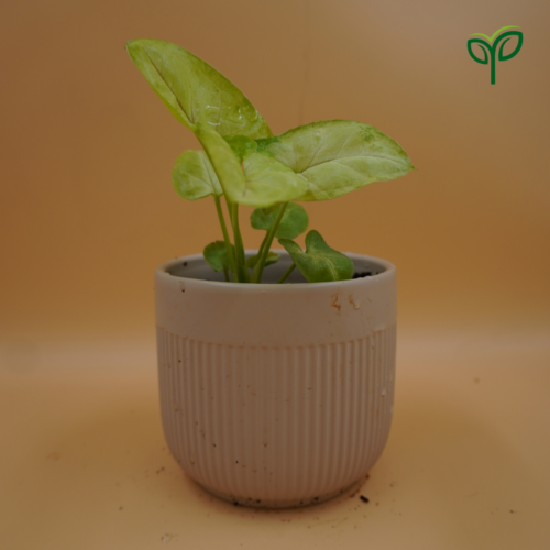 Syngonium Plant Sapling