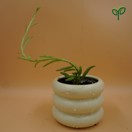 String of Bananas Plant Sapling in ceramic pot