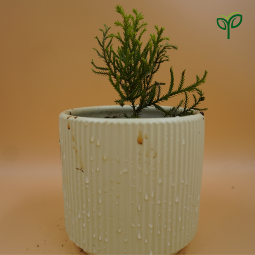 Golden Cypress Plant Sapling in ceramic pot