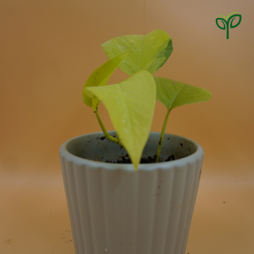 Golden money plant sapling is potted in ceramic pot