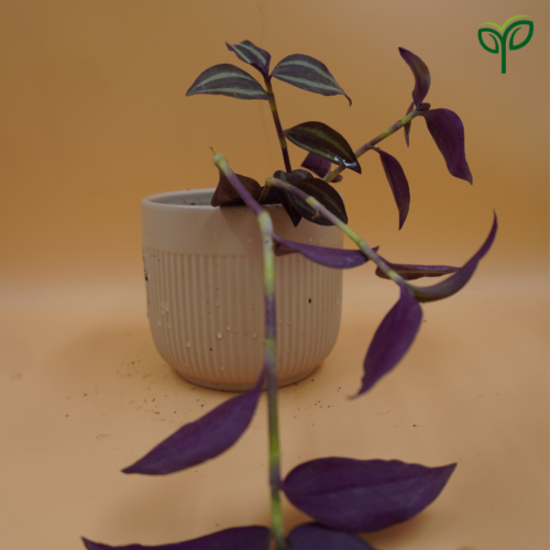 Wandering Jew Plant Sapling in white ceramic pot