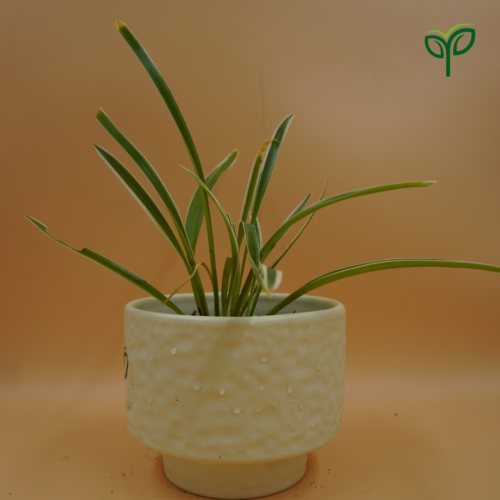 Spider Plant