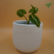 Syngonium Wendlandii Plant sapling in white ceramic pot