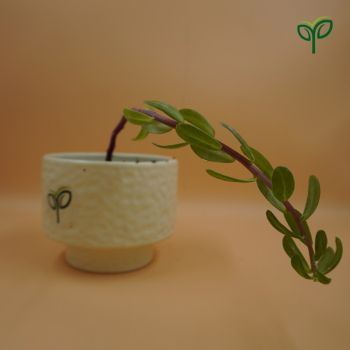 Portulaca Plant Sapling is potted in white ceramic pot