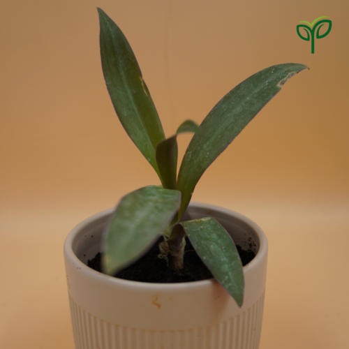 Rhoeo Oyster Plant Sapling