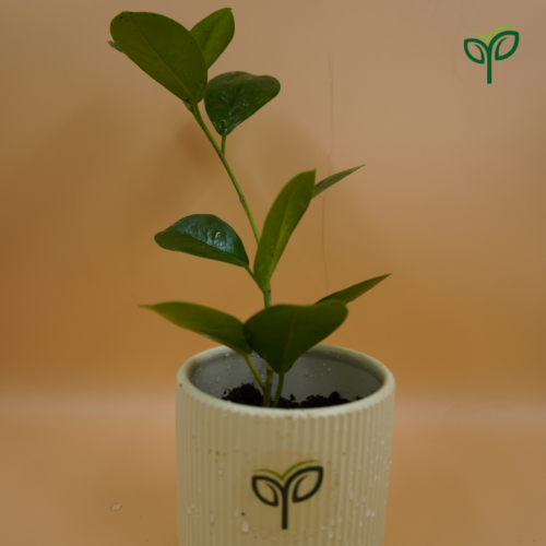 Ficus Microcarpa Bonsai Plant Sapling in ceramic pot with Pick your plant logo