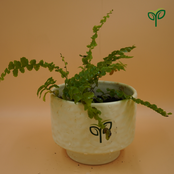 Green Fern Plant Sapling