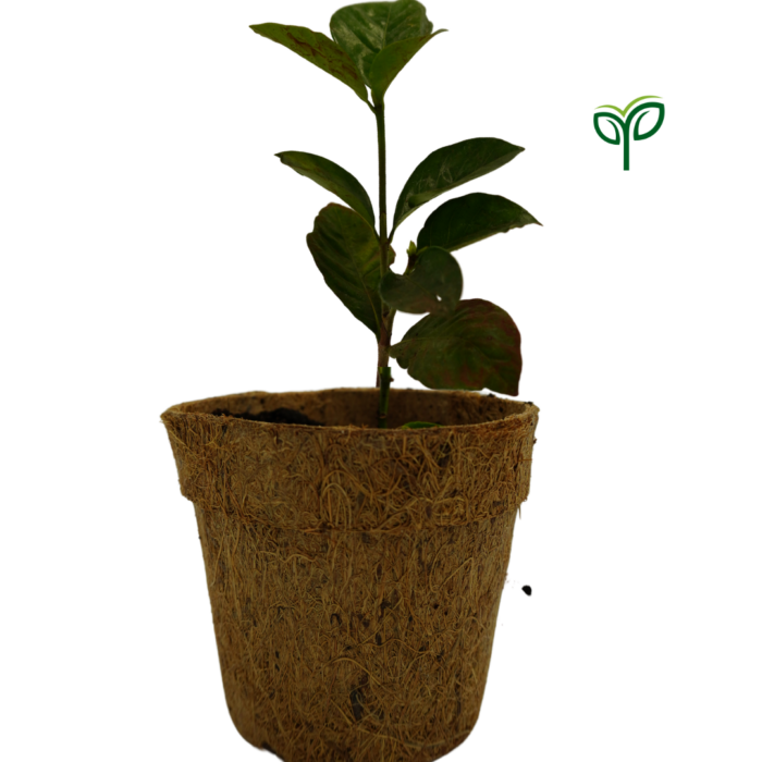 A potted Allamanda creeper Plant Sapling with green leaves