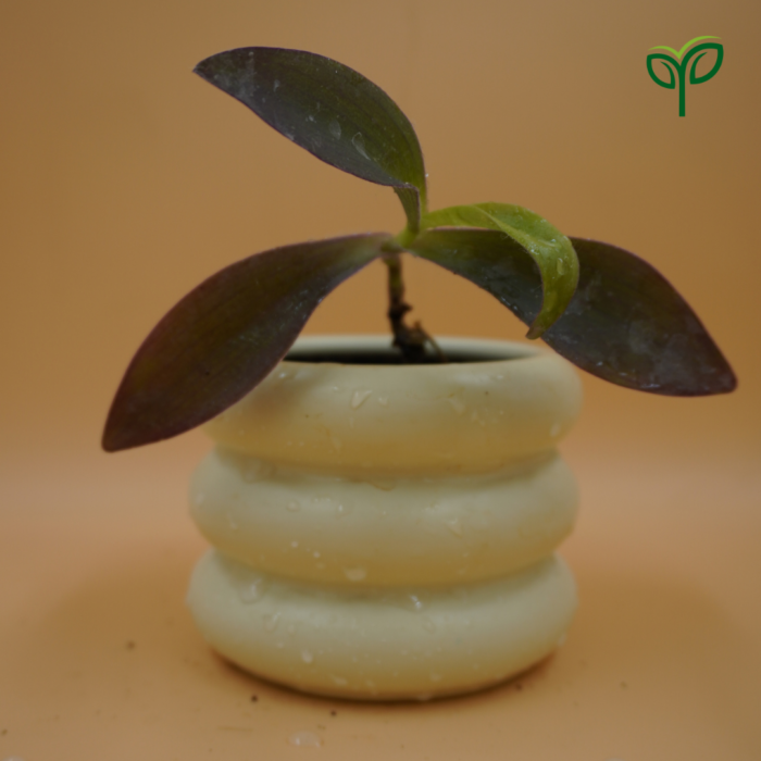 Purple Heart Plant Sapling in ceramic pot