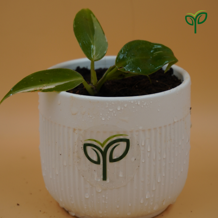 Philodendron White Princess Plant Sapling