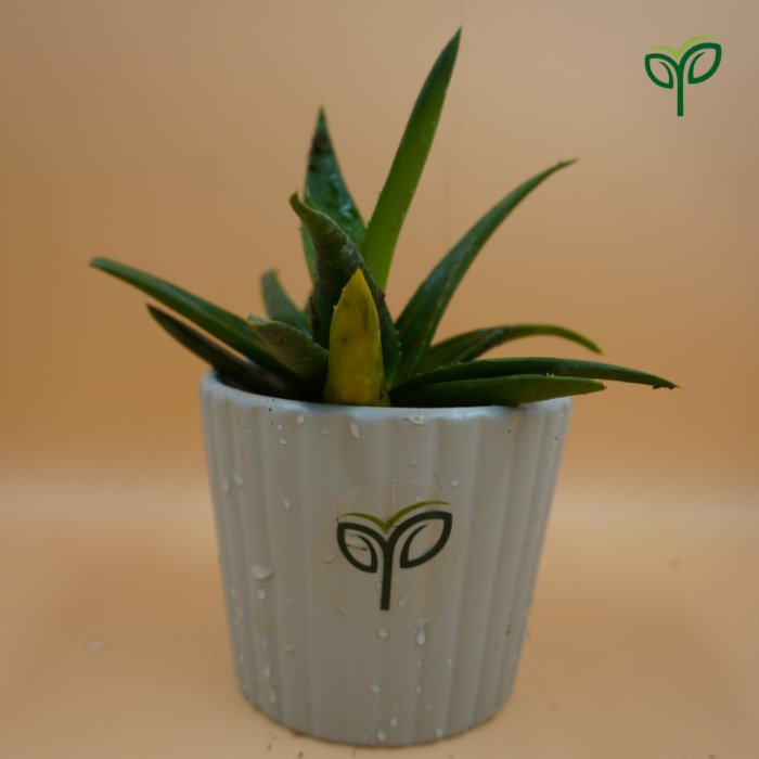 Aloe Vera Plant Sapling is potted in white ceramic pot