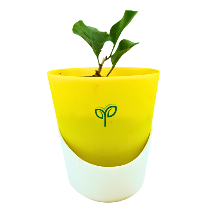 Bougainvillea Plant Sapling s potted in yellow and white self watering pot.