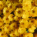 chrysanthemum Yellow flower