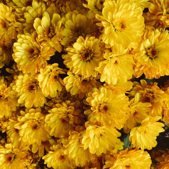 chrysanthemum Yellow flower