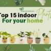 Top 15 Indoor Plants for Your Home