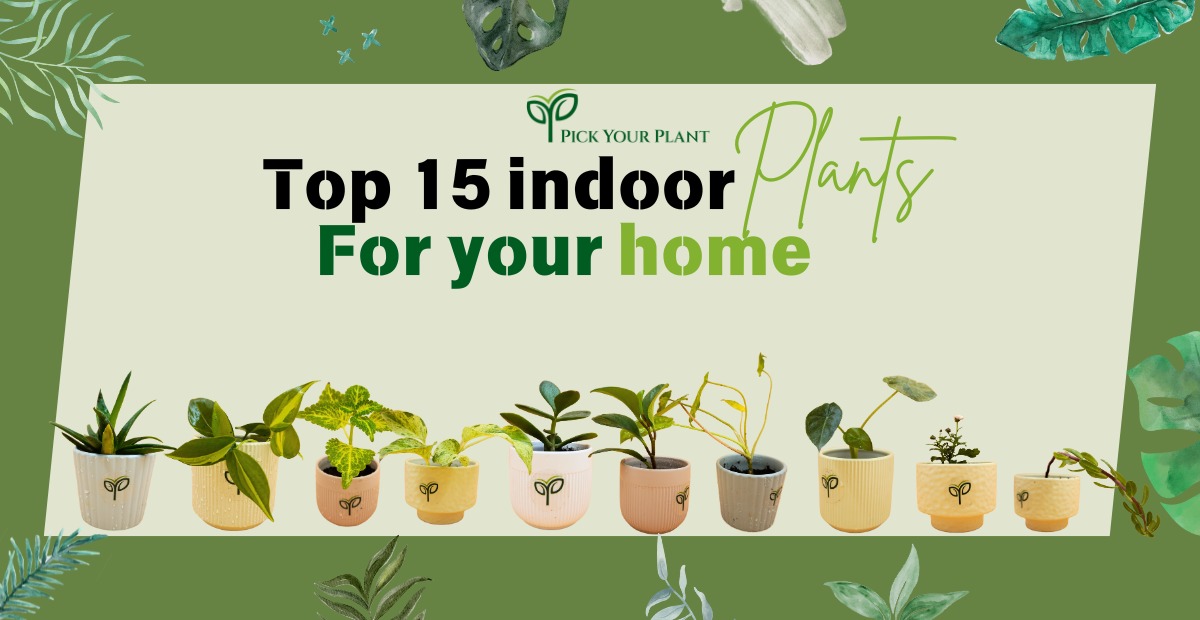 Top 15 Indoor Plants for Your Home