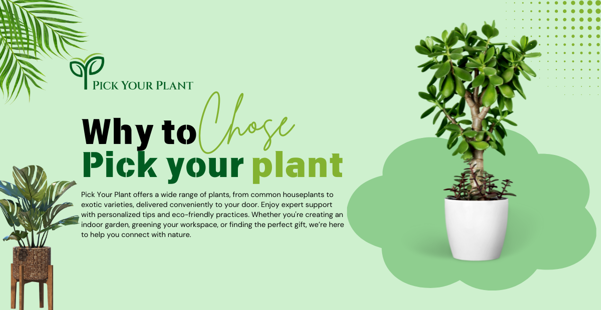 Why Choose Pick Your Plant?