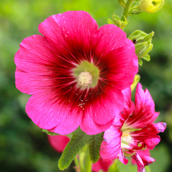 Hollyhock seeds